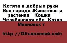 Котята в добрые руки - Все города Животные и растения » Кошки   . Челябинская обл.,Катав-Ивановск г.